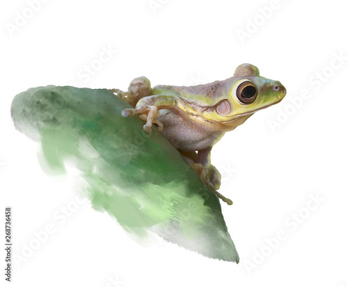 Green Frog on a cactus, watercolor
