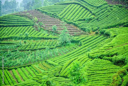 Tea fields on the hillside in rainy days, taken in Hanxi Township, Shaanxi Province