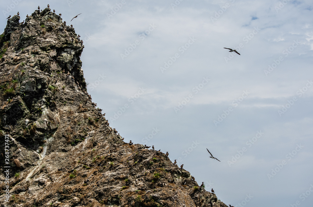 Fototapeta premium aves en roca