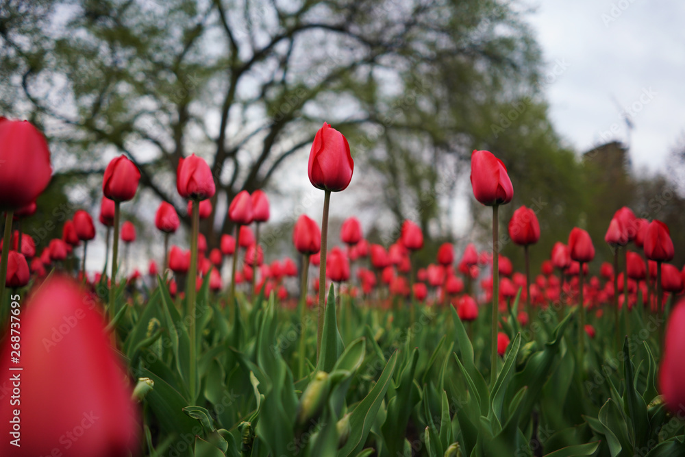 Naklejka premium tulips