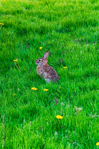 North american cotton tail rabbit. brown rabbit. © David
