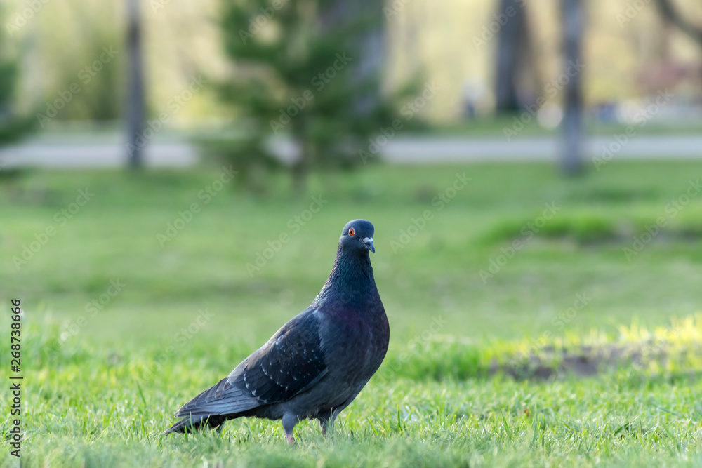 dark dove standing on the green grass close-up dark dove standing on the green grass close-up