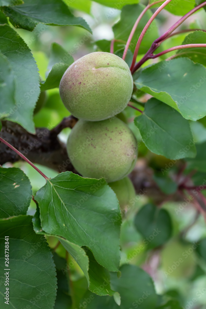 Apricot Branch With Growing Fruits Apricot Branch With Growing Fruits