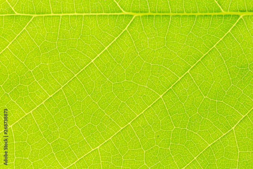 Green Leaf pattern texture background with light behind for website template, spring beauty, environment and ecology concept design. Green Leaf pattern texture background with light behind for website template, spring beauty, environment and ecology concept design.