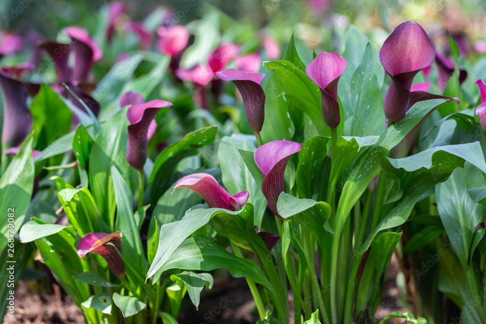 Calla Lily flower and green leaf in garden at sunny summer or spring day for postcard beauty decoration and agriculture design. Calla Lily flower and green leaf in garden at sunny summer or spring day for postcard beauty decoration and agriculture design.