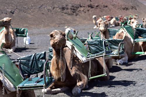 Camel in a camel train in Timanfaya National Park on Lanzarote, Canary Islands, Spain © akturer