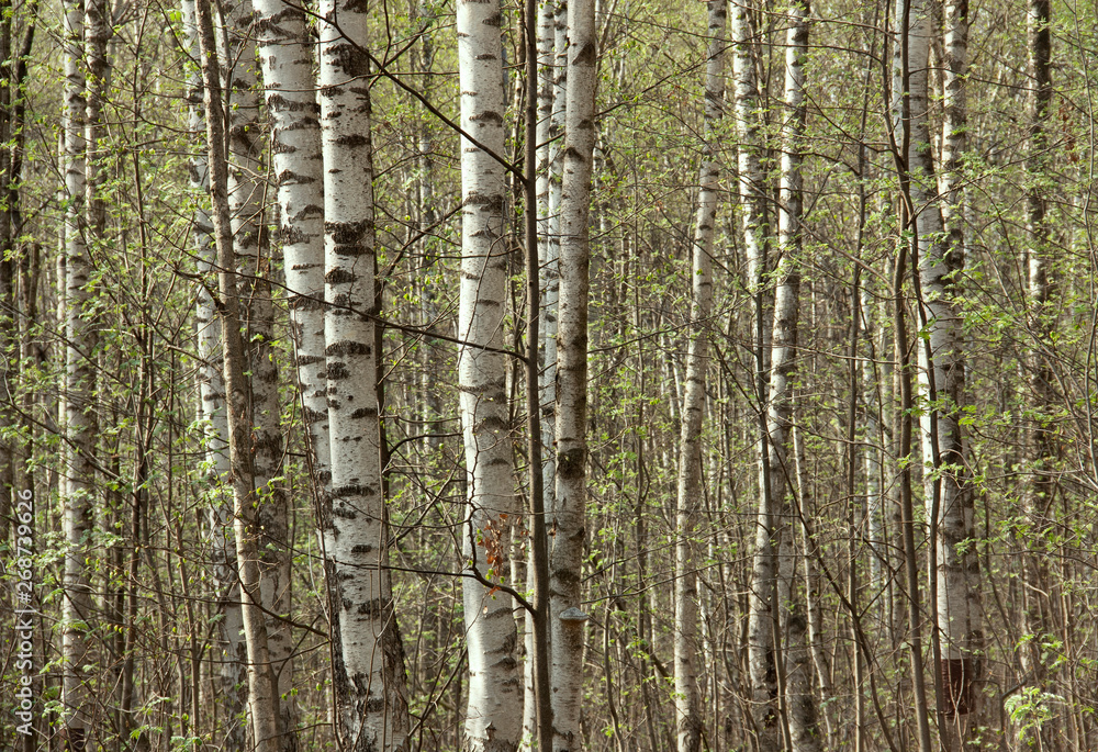 young birches in the grove in spring