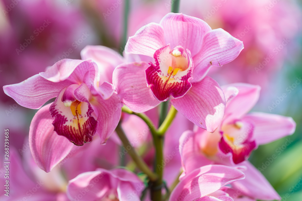 Orchid flower in orchid garden at winter or spring day for beauty and agriculture concept design. Cymbidium Orchidaceae. Orchid flower in orchid garden at winter or spring day for beauty and agriculture concept design. Cymbidium Orchidaceae.