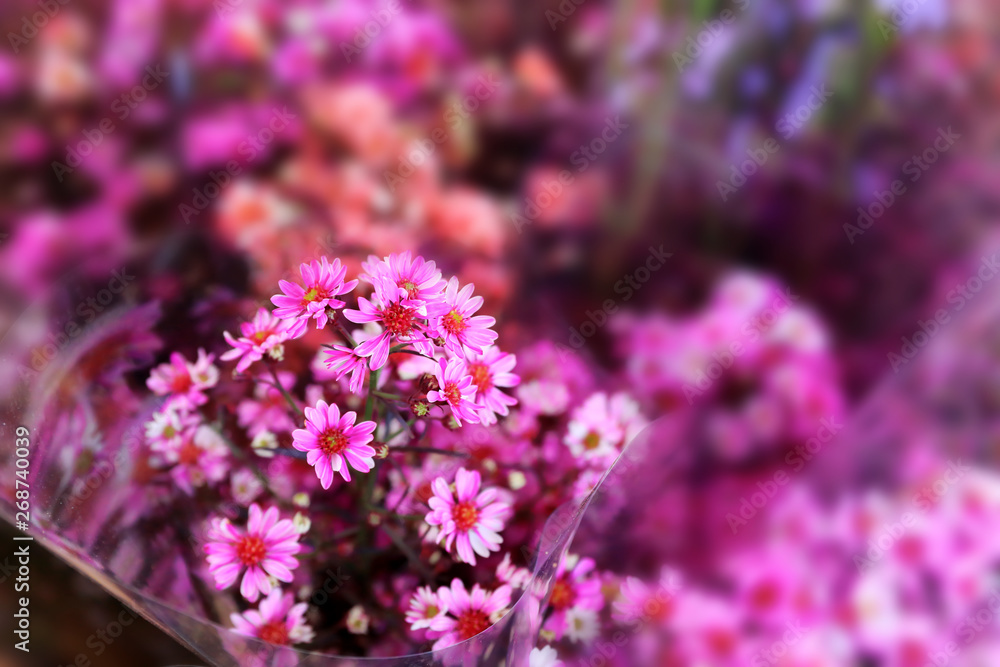 flowers bloom and rose for background flowers bloom and rose for background