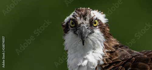 Osprey Nest in Florida 