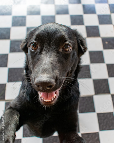 Wallpaper Mural Cute and playful black dog labrador closeup face showing nose and eyes Torontodigital.ca