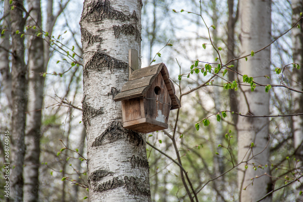 house for birds hanging on a birch tree house for birds hanging on a birch tree