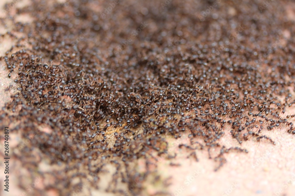 Ants Macro Close Up Close up of a colony of ants on a white surface. Perfect for a buggy background. Ants Macro Close Up Close up of a colony of ants on a white surface. Perfect for a buggy background.