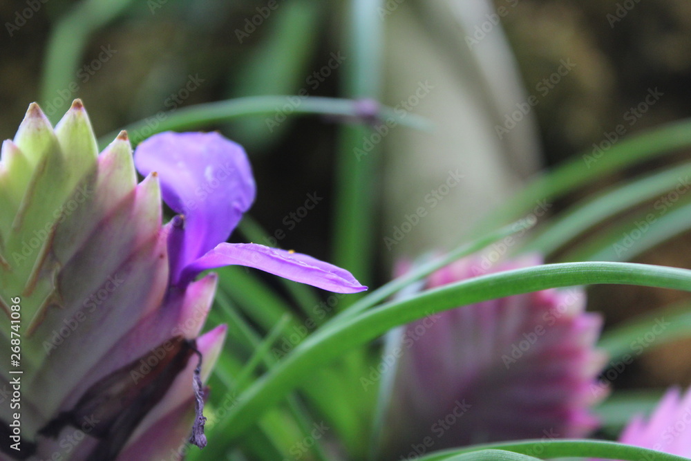 Fototapeta premium Crocus 1