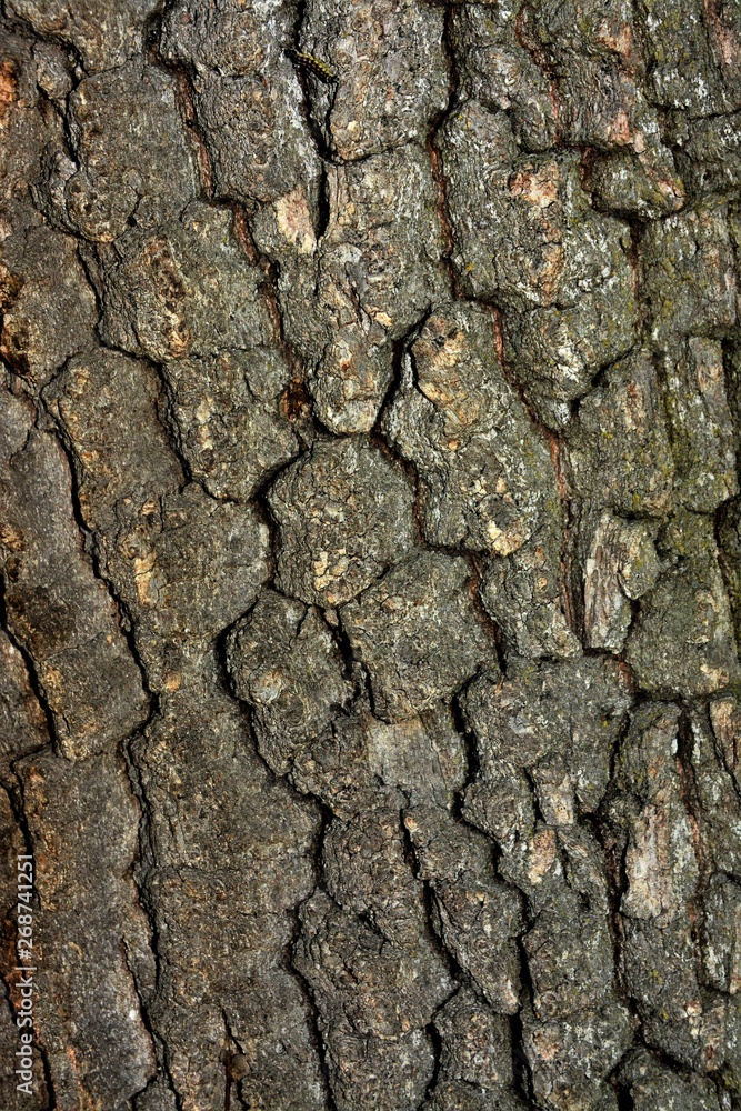 many ants on a plank