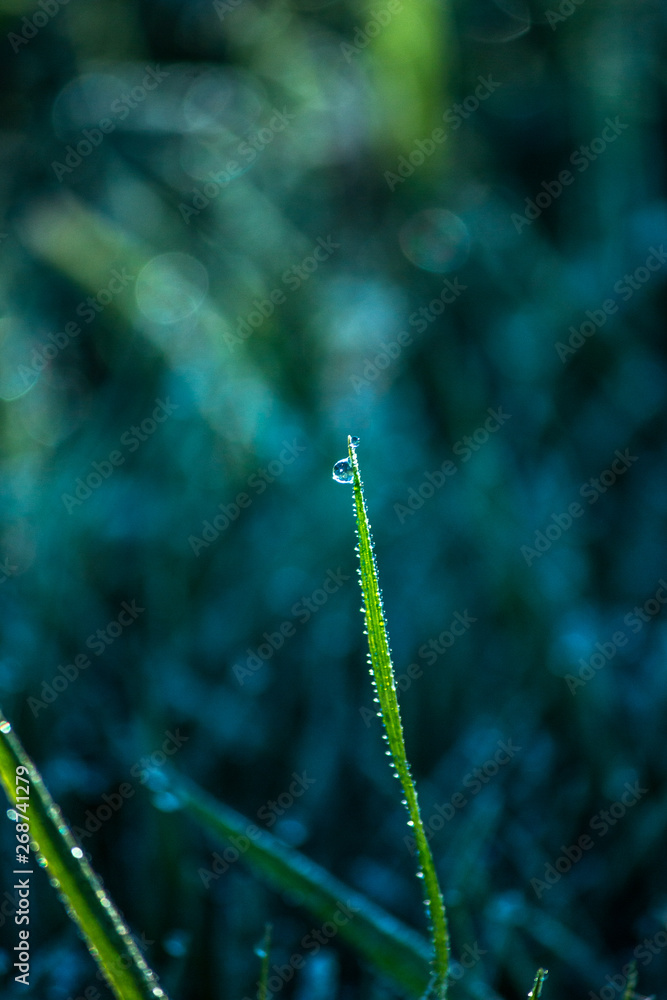 Fototapeta premium dew on grass, water droplet on green grass, close up nature, macro background