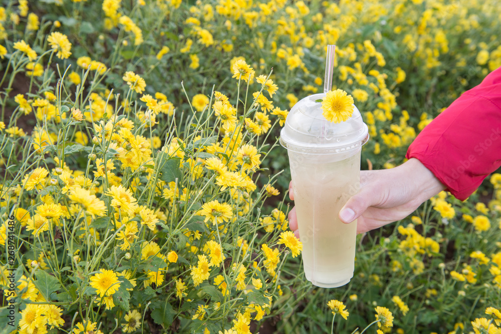 Shot of holding a cup of Chrysanthemum tea on hands in flowers garden. Chrysanthemum flowers is the ingredient for making Chrysanthemum herbal popular in and Chinese traditional. Photos