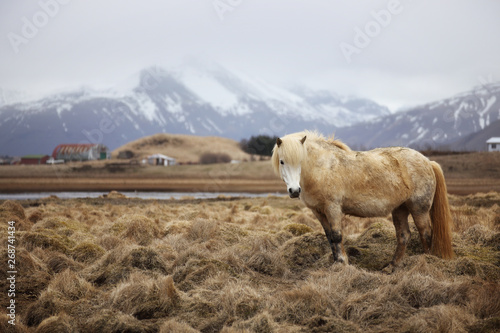 Icelandic horse on the field of scenic nature landscape at countryside in Iceland