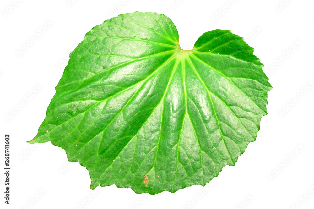 Green leaf isolated on white background with clipping path. Green leaf isolated on white background with clipping path.