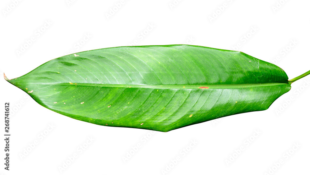 Obraz premium Green leaf isolated on white background with clipping path.