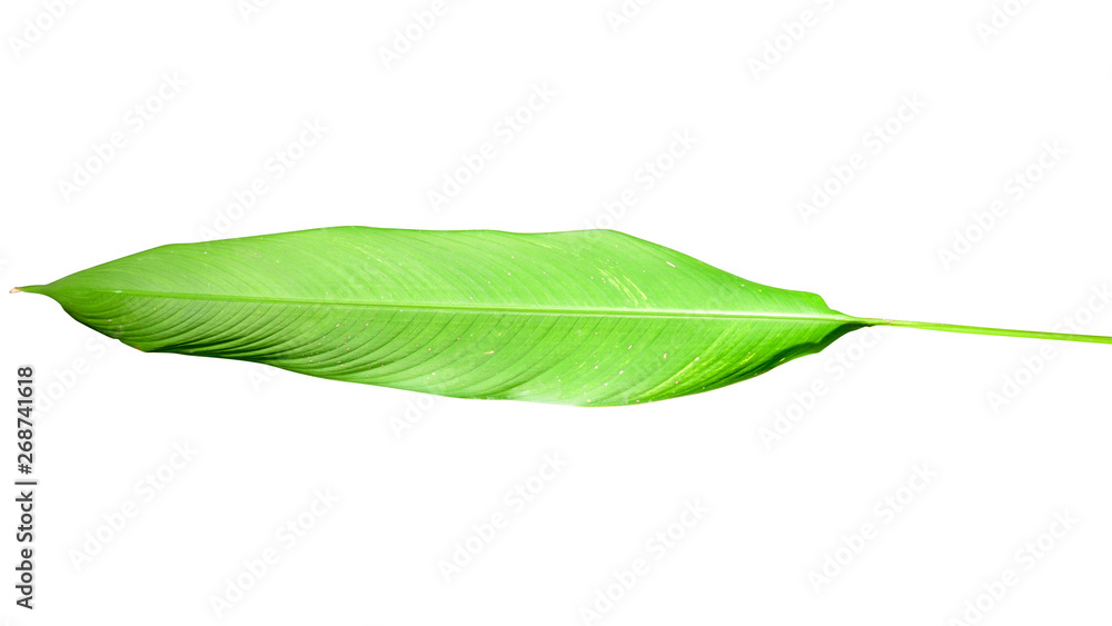 Obraz premium Tropical leaf isolated on white background with clipping path.