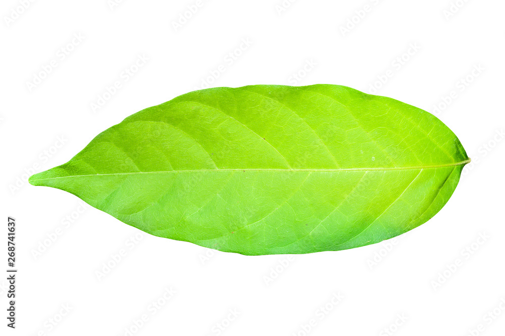 Obraz premium Green leaf isolated on white background with clipping path.