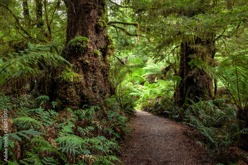 On trail to Beauchamp Falls  Great Otway National Park  Australia