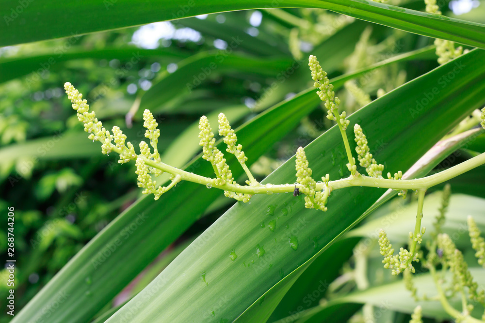 Naklejka premium Dracaena fragrans Blossoming