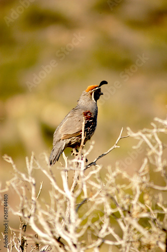 A lone California Quail sits perched on top of some branches in a tree calling loudly for a mate.
