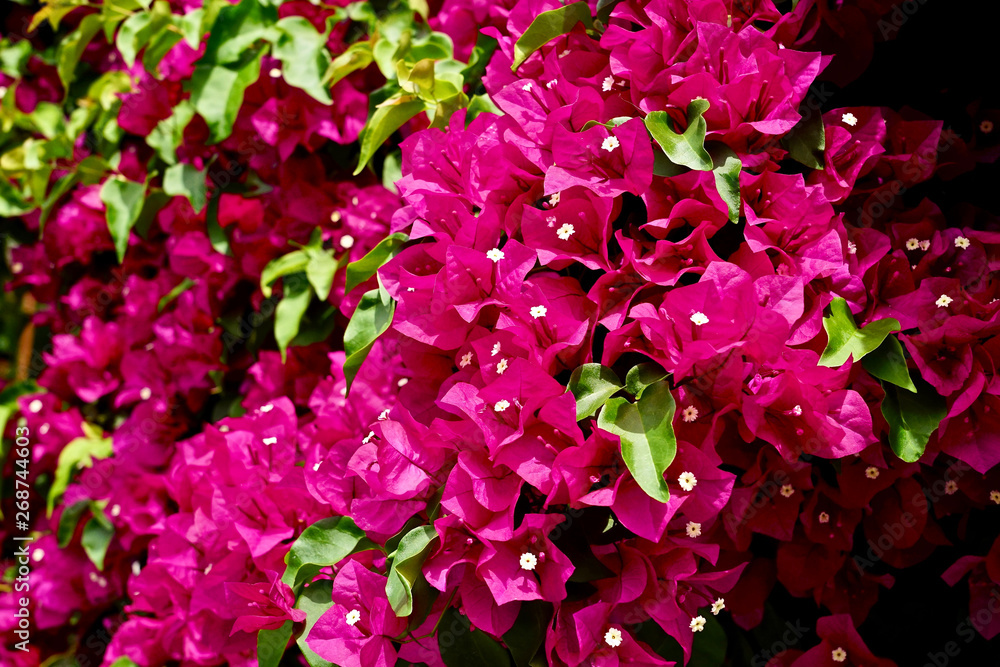 Obraz premium Beautiful Bougainvillea flower in the garden 