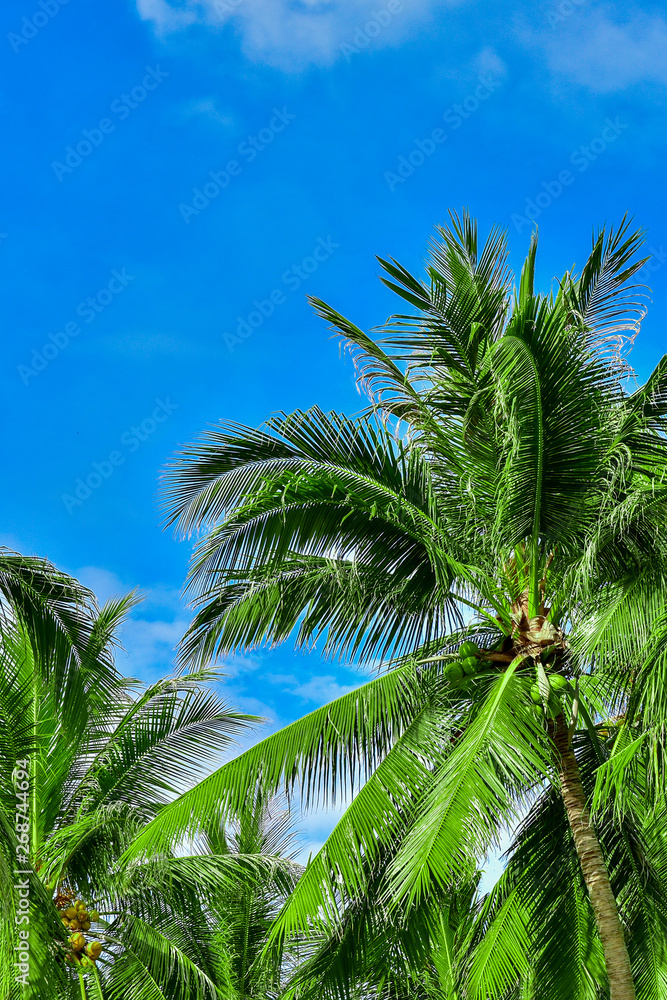 Palm trees against blue sky. abstract beautiful tropical background. copy space for text