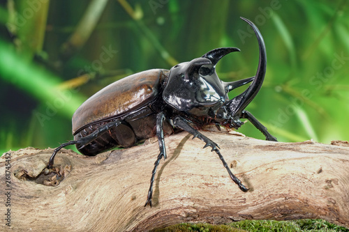 Unicorn beetle (Eupatorus graciliconis) also known as the Five-horned rhinoceros beetle, or Hercules beetles. Famous exotic pets form Thailand. © Cheattha