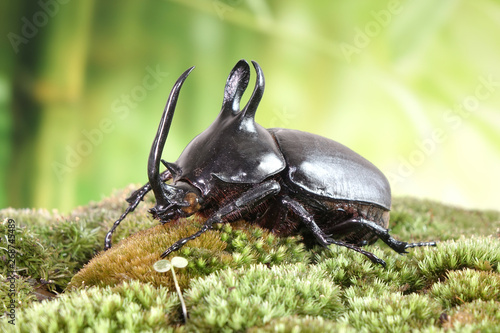 Rabbit ears beetles (Eupatorus Birmanicus) Horned Rhino Beetle with large rabbit ears horn protrusions, native to bamboo forest of northern Thailand and Myanmar. Rare insect photo