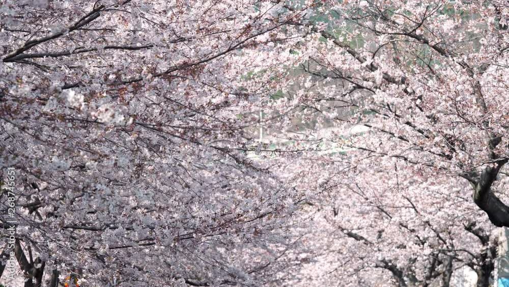 Natural background of Japanese spring and blooming sakura trees. Natural background of Japanese spring and blooming sakura trees.
