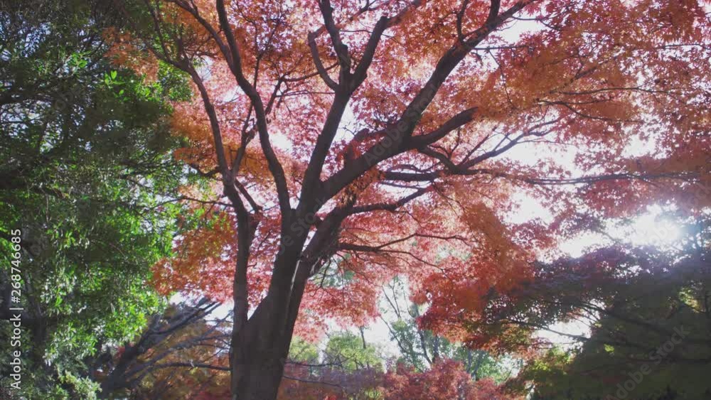 Japanese maple tree in autumn season Japanese maple tree in autumn season