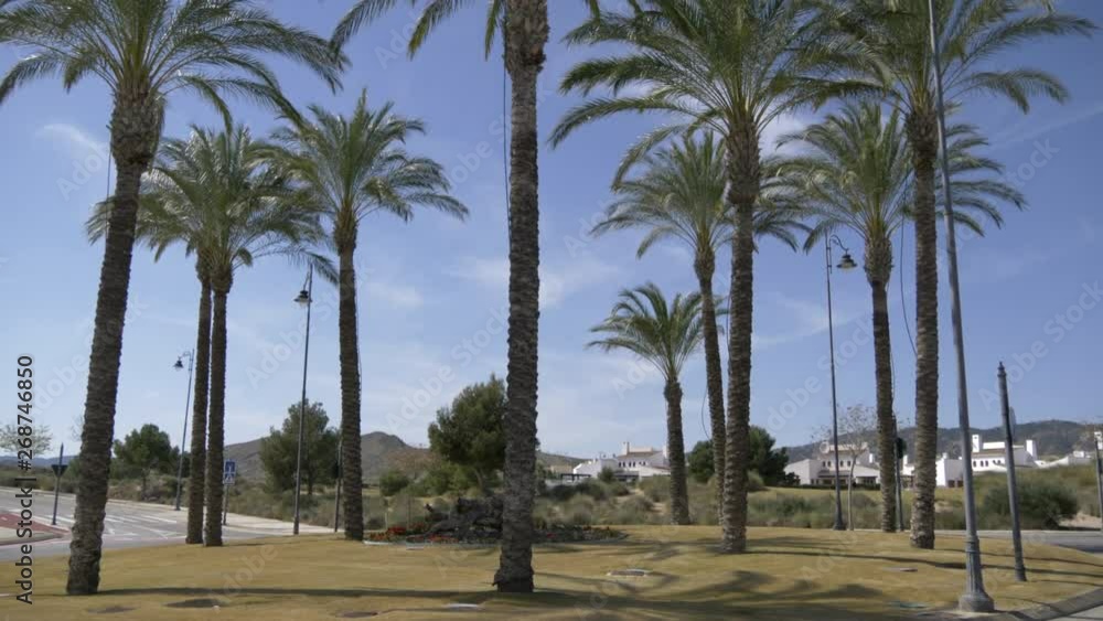 trees blowing in the wind on a roundabout trees blowing in the wind on a roundabout
