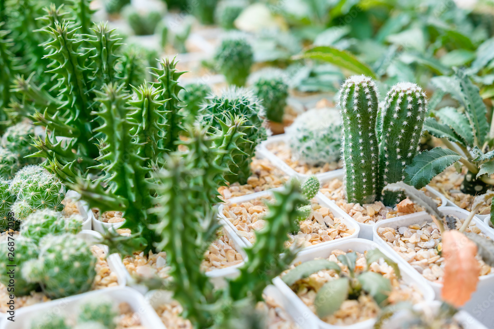 Cactus in House Plant Cactus in House Plant