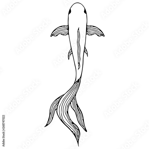 Abstract hand drawn carp fish isolated on white background. Hand drawn koi fish. Japanese carp. Top view