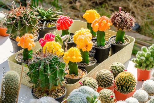 Colorful Cactus Collection