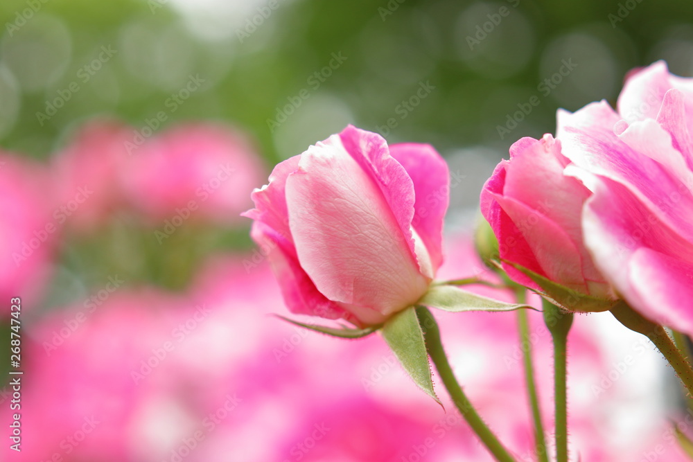 ピンク色の薔薇の花	とつぼみ