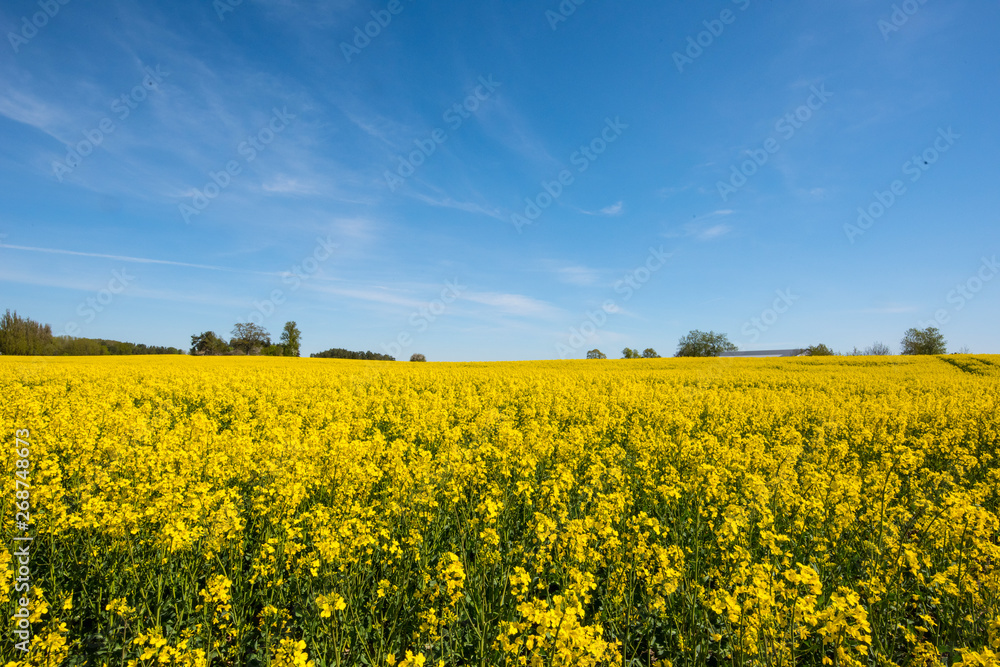 Blooming Rapeseed in a field
