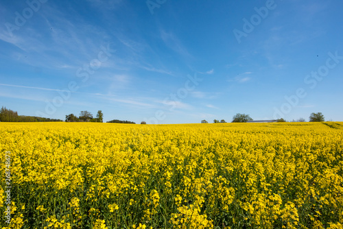 Blooming Rapeseed in a field © Hans Baath