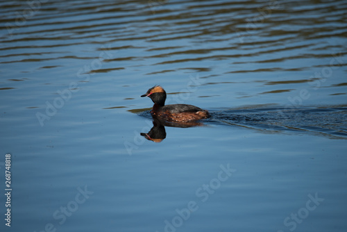 Horned Grebe in a pond