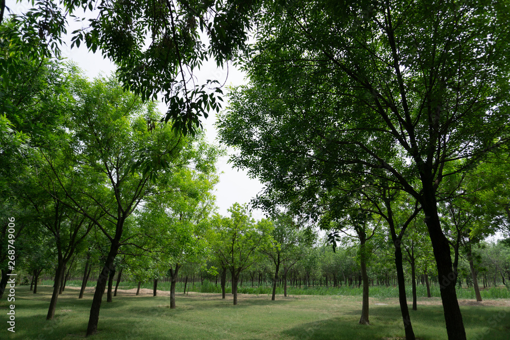 Fototapeta premium tree in the park