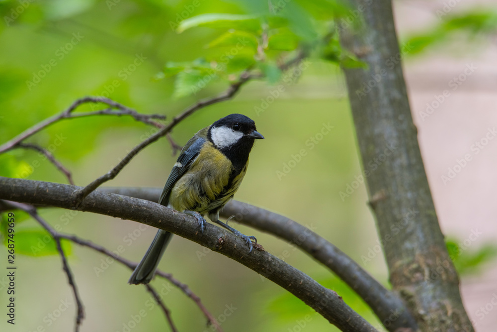 Fototapeta premium Great tit on a branch