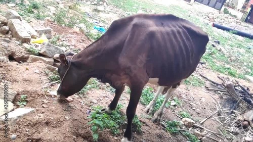 Cow in India searching for food in the dry land filled with trash photo