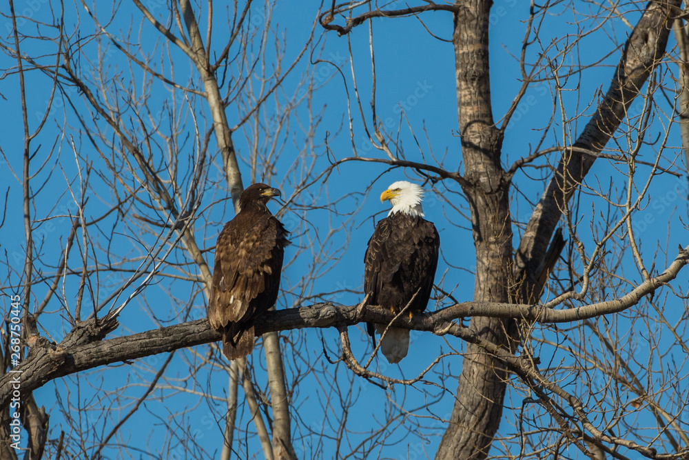 Bald eagles, Loess Bluffs National Wildlife Refuge, Missouri Bald eagles, Loess Bluffs National Wildlife Refuge, Missouri
