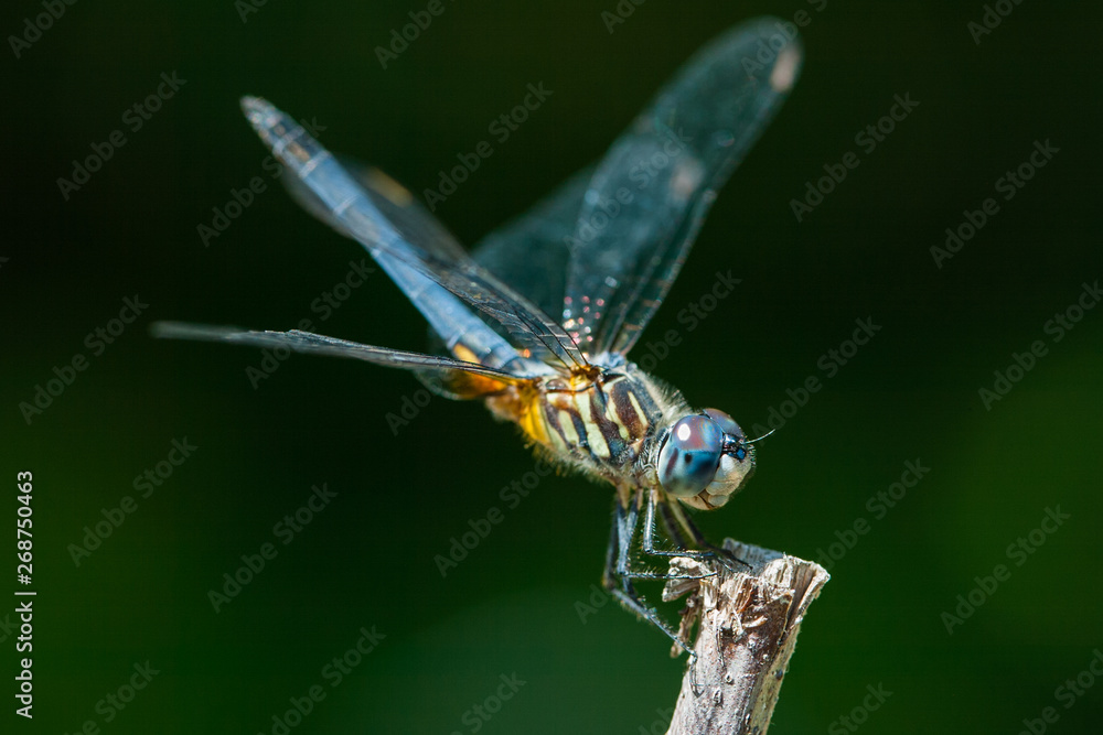 Dragonfly Dragonfly