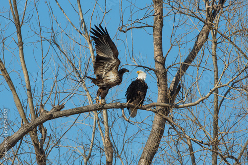 Bald eagles, Loess Bluffs National Wildlife Refuge, Missouri