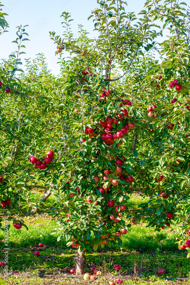 Apple tree with large red apples.